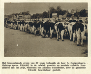 99073 Afbeelding van de prijswinnende groep vee in de rubriek 'grootste en mooiste collectie handelsvee' van eigenaar ...
